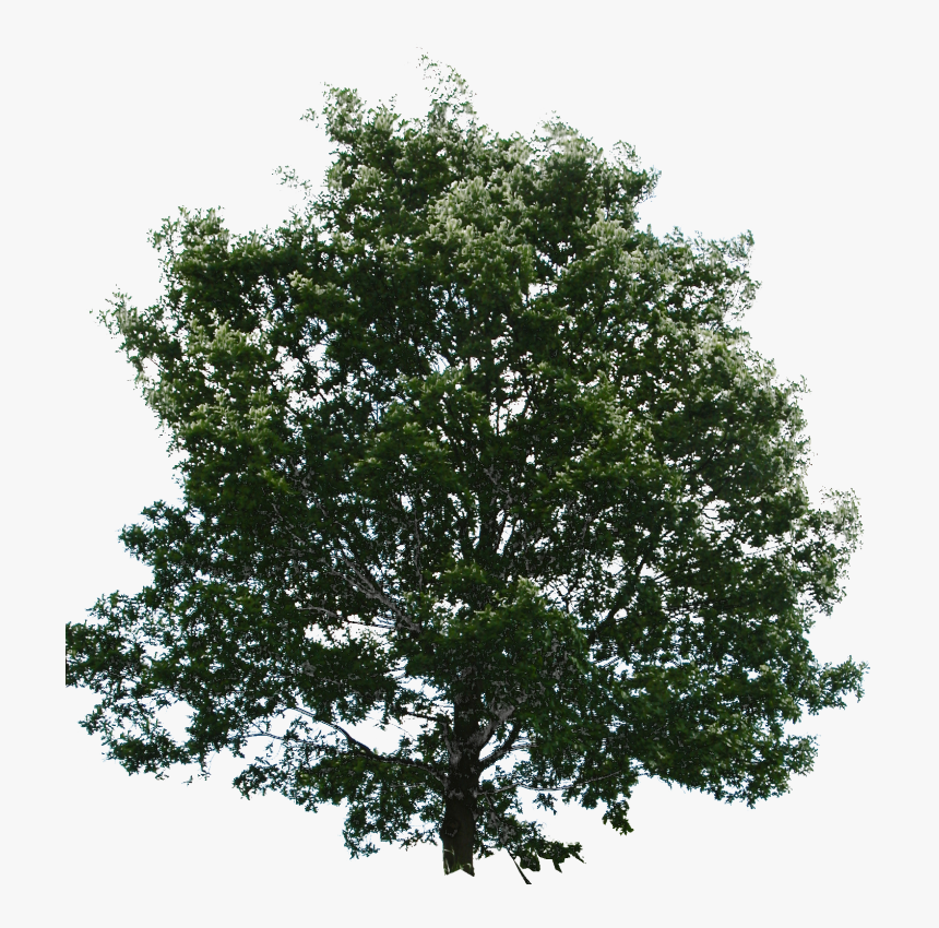 River Birch Png, Transparent Png, Free Download