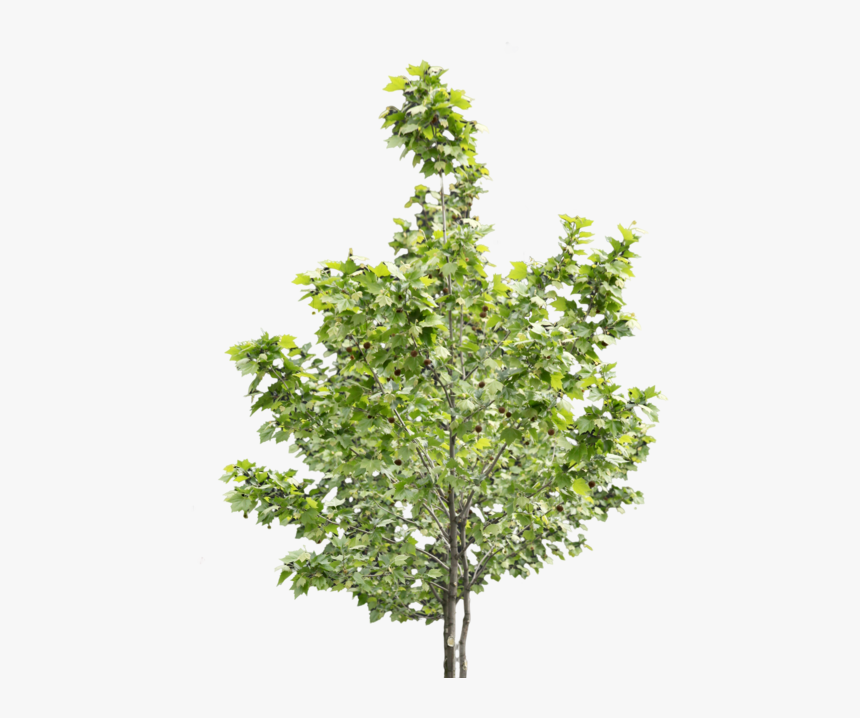 Trees - Maple Leaf, HD Png Download, Free Download