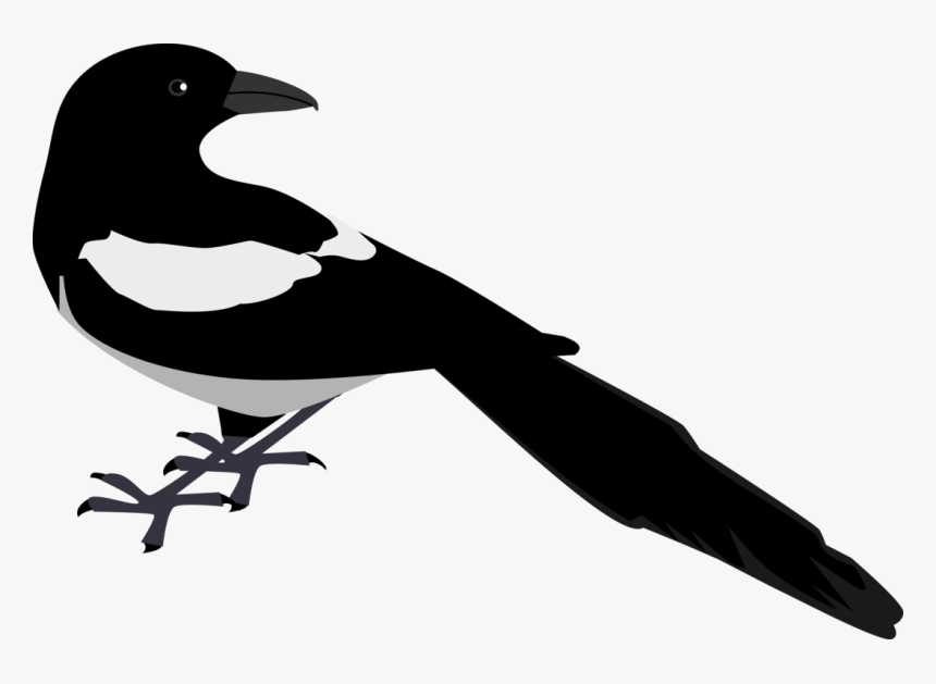 Crow Like Bird,silhouette,american Crow - Magpie Clip Art, HD Png Download, Free Download