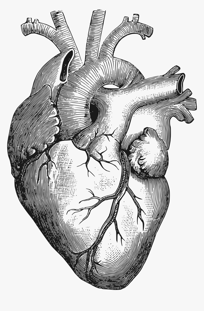 Human Heart Drawing Png, Transparent Png, Free Download