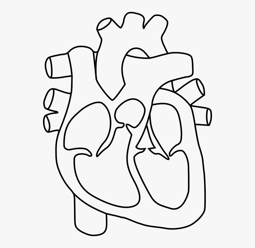 Clip Art Stock Human Drawing At Getdrawings Com Free - Human Heart Coloring Page, HD Png Download, Free Download