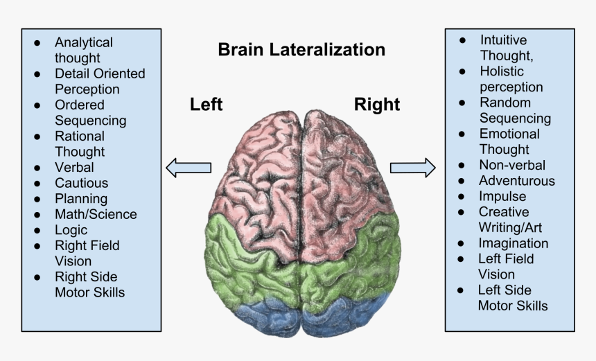 Brain Lateralization, HD Png Download, Free Download