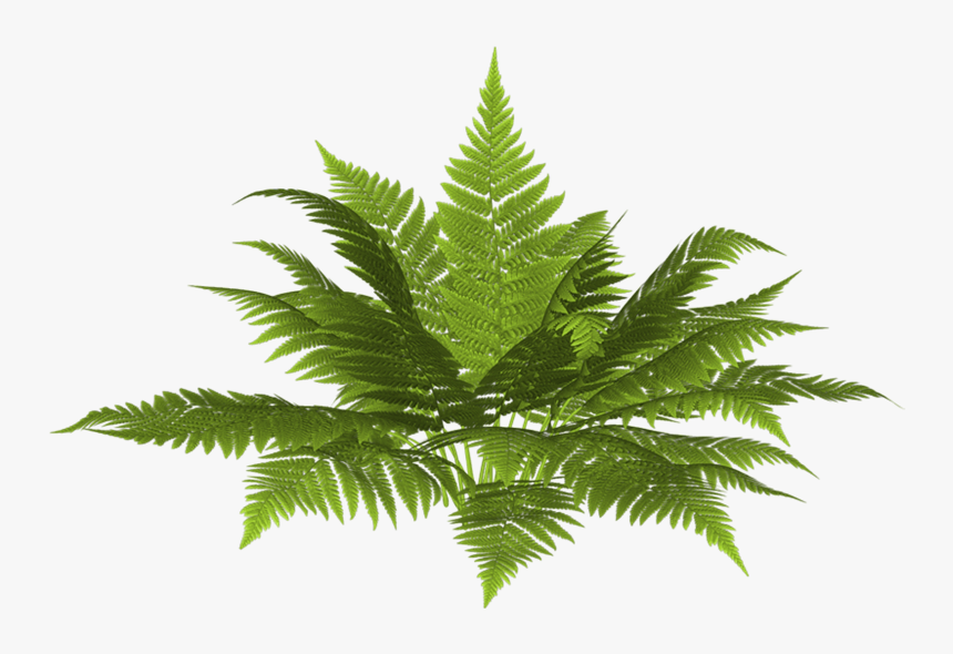 Fern Plan Png, Transparent Png, Free Download