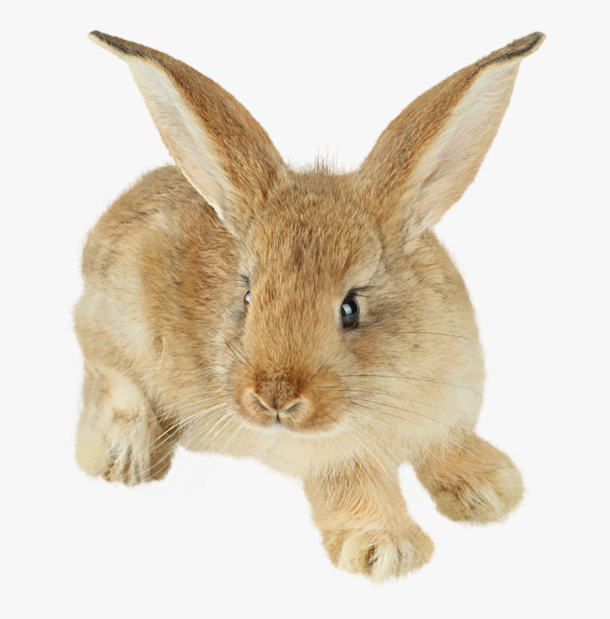 Rabbit Png, Transparent Png, Free Download