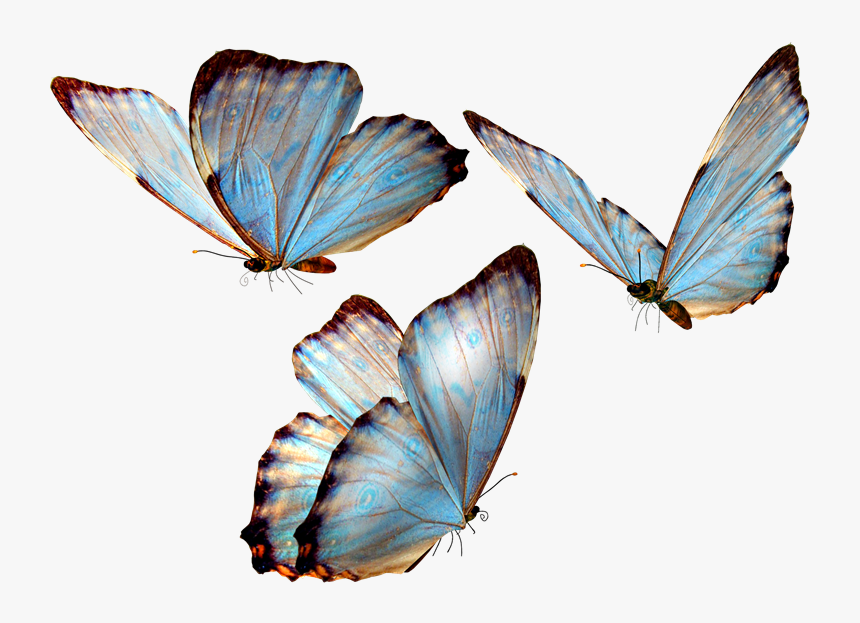 Transparent Corazon Png Para Photoscape - Butterfly Png, Png Download, Free Download