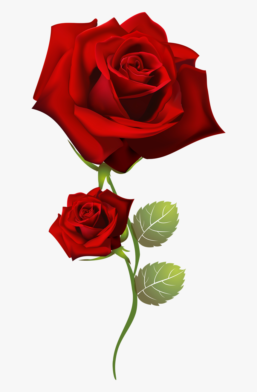 Rosas Png Para Photoshop - Rose Happy Tuesday Good Morning, Transparent Png, Free Download