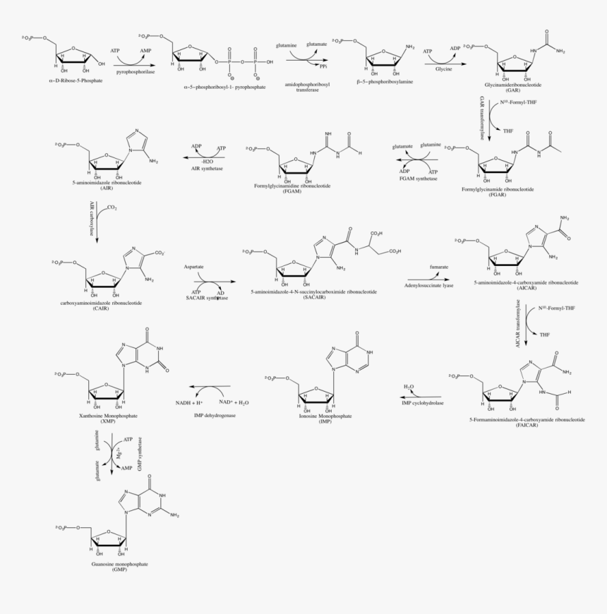 Structure Of Guanosine Monophosphate, HD Png Download, Free Download