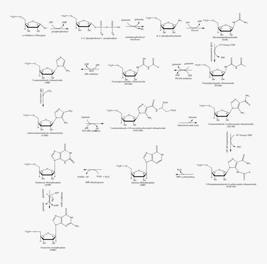 Structure Of Guanosine Monophosphate, HD Png Download, Free Download