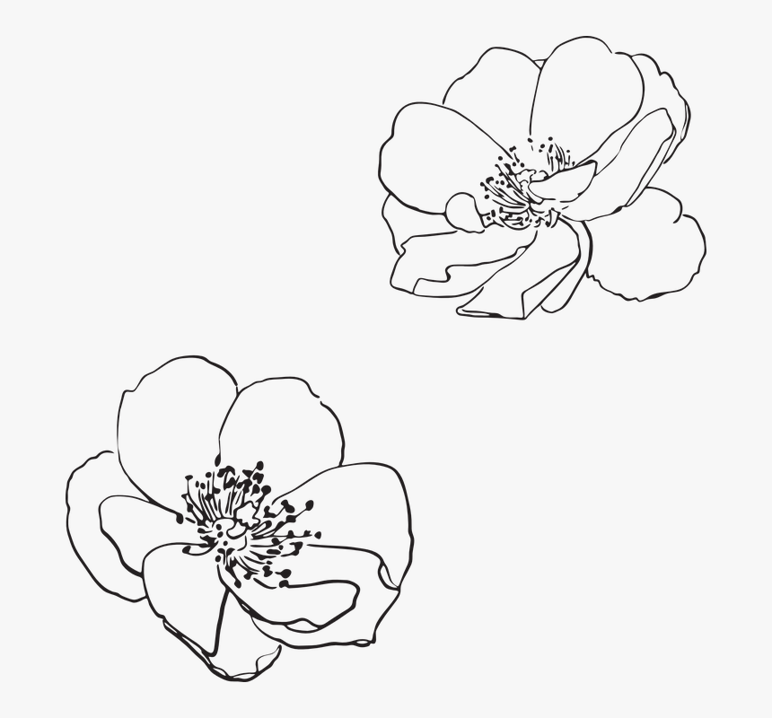 Transparent Wildflowers Png - Apple Blossom Flower Outline, Png Download, Free Download