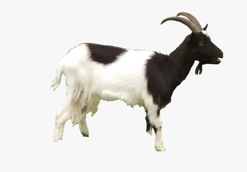 Goat Png Background - Goat Images Png, Transparent Png, Free Download