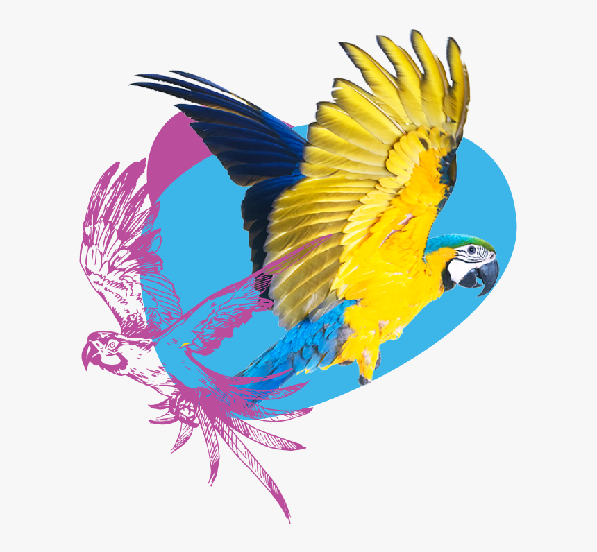 Birds - Macaw, HD Png Download, Free Download