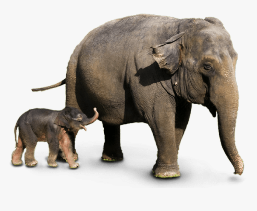 Free Png Elephant Png Images Transparent - Elephant Image Png Transparent Background, Png Download, Free Download