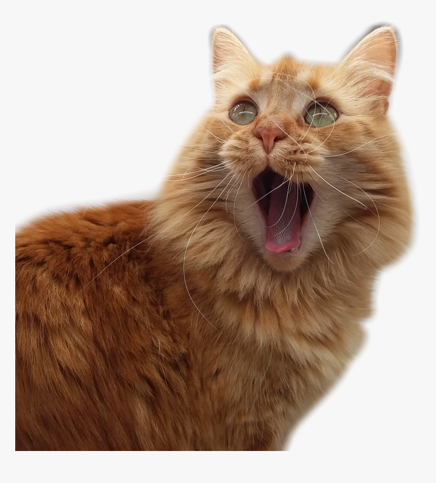 My Cat, Whiskers - Cat Yawns, HD Png Download, Free Download