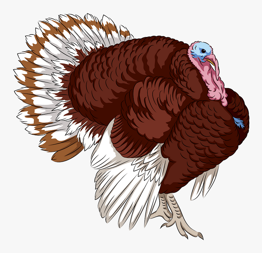 Bourbon Red Turkey Clipart - Bourbon Red, HD Png Download, Free Download