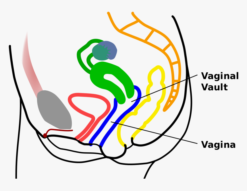 Women Reproductive Anatomy Tampon, HD Png Download, Free Download