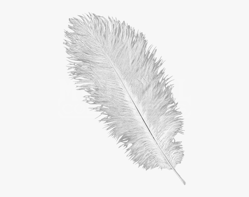Ostrich Feathers Png - Transparent Ostrich Feather Png, Png Download, Free Download