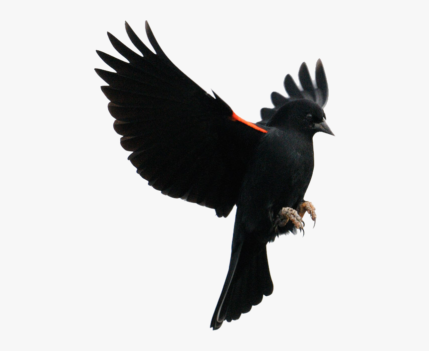 Red-winged Blackbird Common Blackbird Flight Finches - Red Winged Blackbird Landing, HD Png Download, Free Download