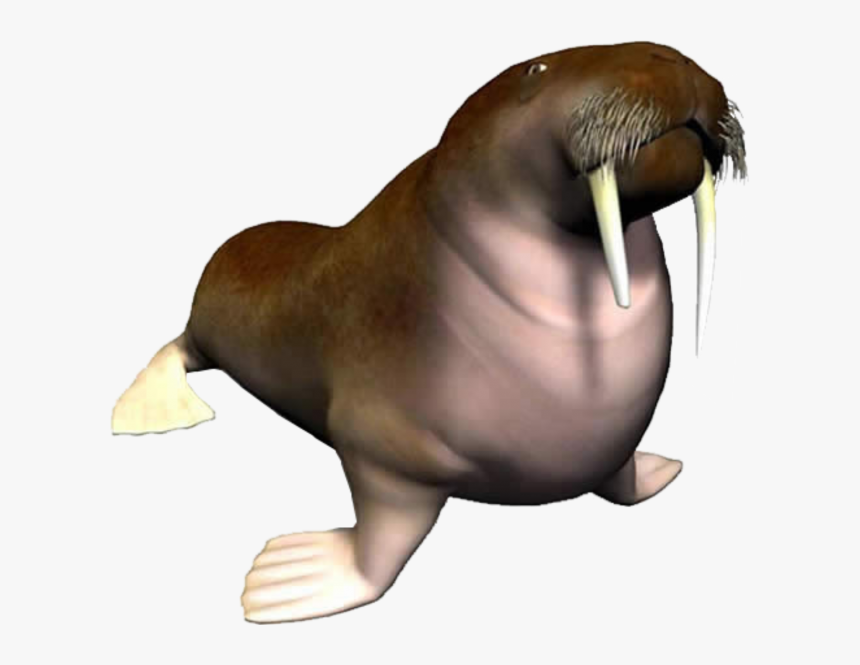 Walrus Png, Transparent Png, Free Download