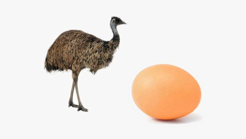 Ostrich Png Photo - Emu Png, Transparent Png, Free Download