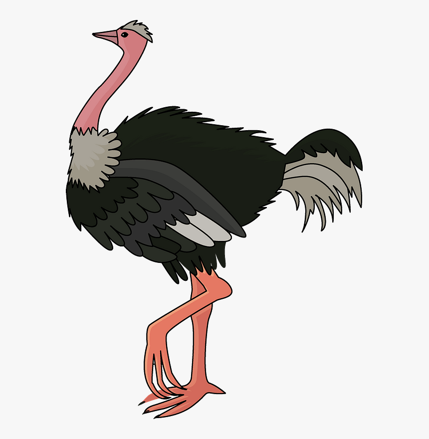 Ostrich Clipart - Clipart Image Of A Ostrich, HD Png Download, Free Download