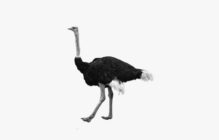 Ostrich Transparent Background, HD Png Download, Free Download