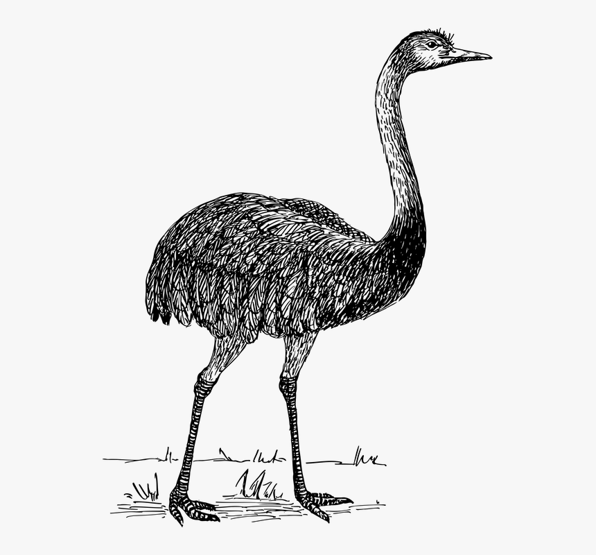 Emu Drawing Transparent, HD Png Download, Free Download