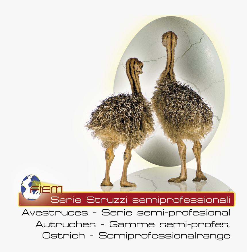 Fiem Struzzi Semiprofesionali - Incubatrice Uova Di Struzzo, HD Png Download, Free Download