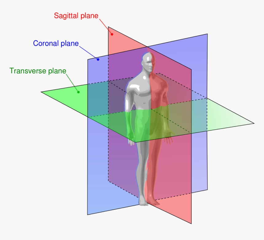 Planes Of Sectioning, HD Png Download, Free Download