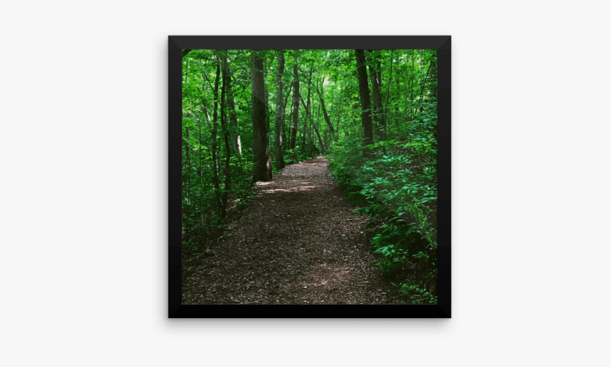 Forest Path Photograph Poster Print - Old-growth Forest, HD Png Download, Free Download