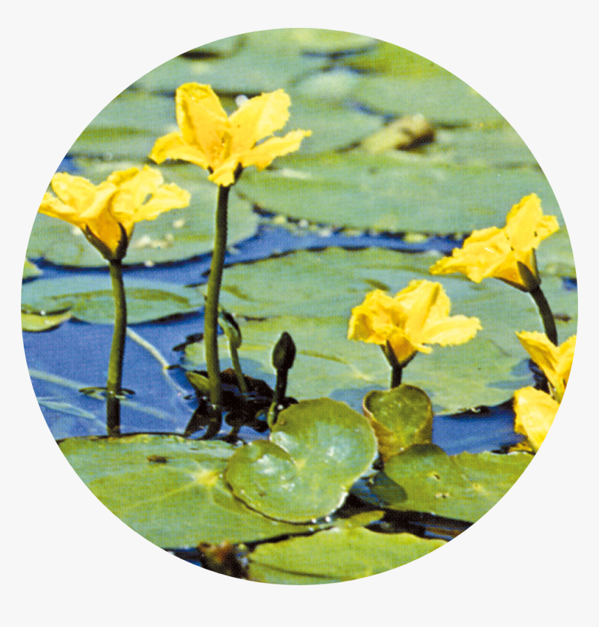 Seekanne Pflanzen, HD Png Download, Free Download