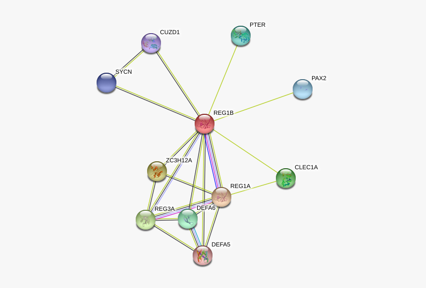 Reg1b Protein - Circle, HD Png Download, Free Download