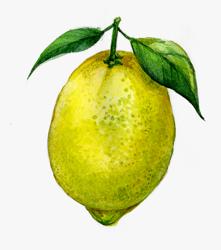 Transparent Custard Apple Clipart, HD Png Download, Free Download