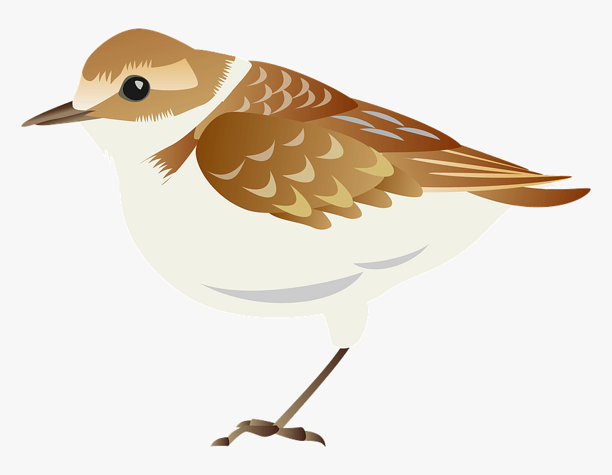 Plover Bird Clipart - Old World Flycatcher, HD Png Download, Free Download