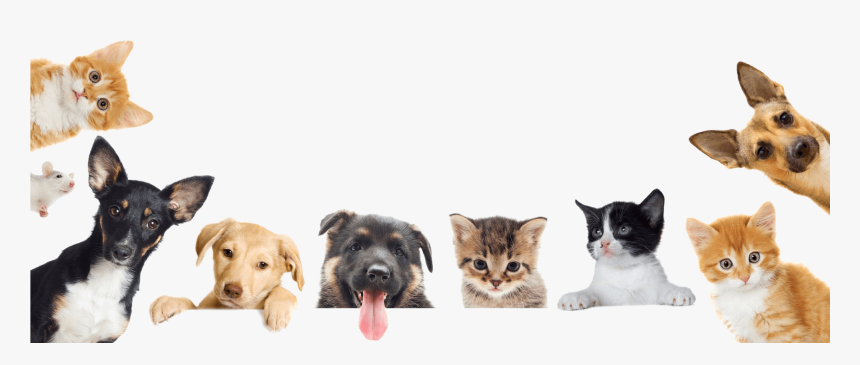 Why Hire Crystal Coast Pet Sitting Service - Easter Puppy And Kittens, HD Png Download, Free Download