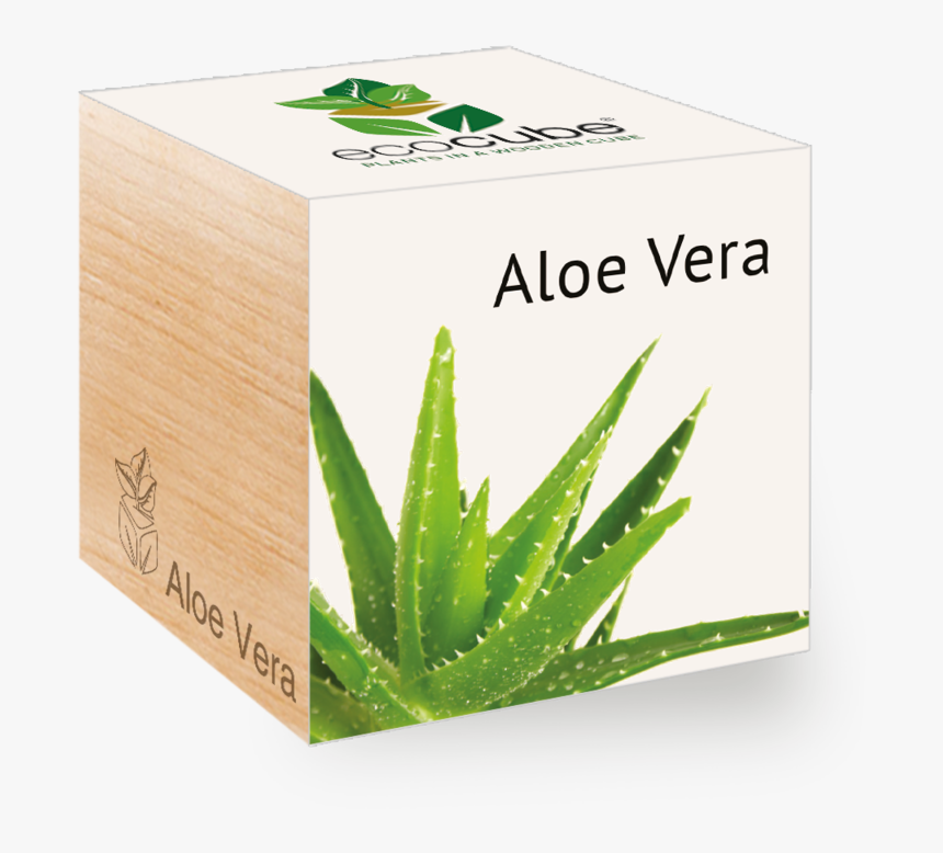 Transparent Aloe Vera Png - Aloe Vera Plant Cube, Png Download, Free Download