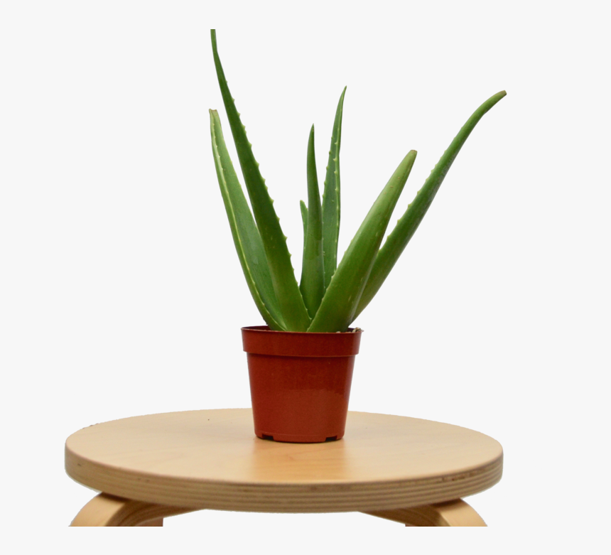 Transparent Table Plant Png - Coffee Table, Png Download, Free Download