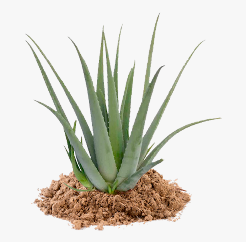 Agave Azul, HD Png Download, Free Download