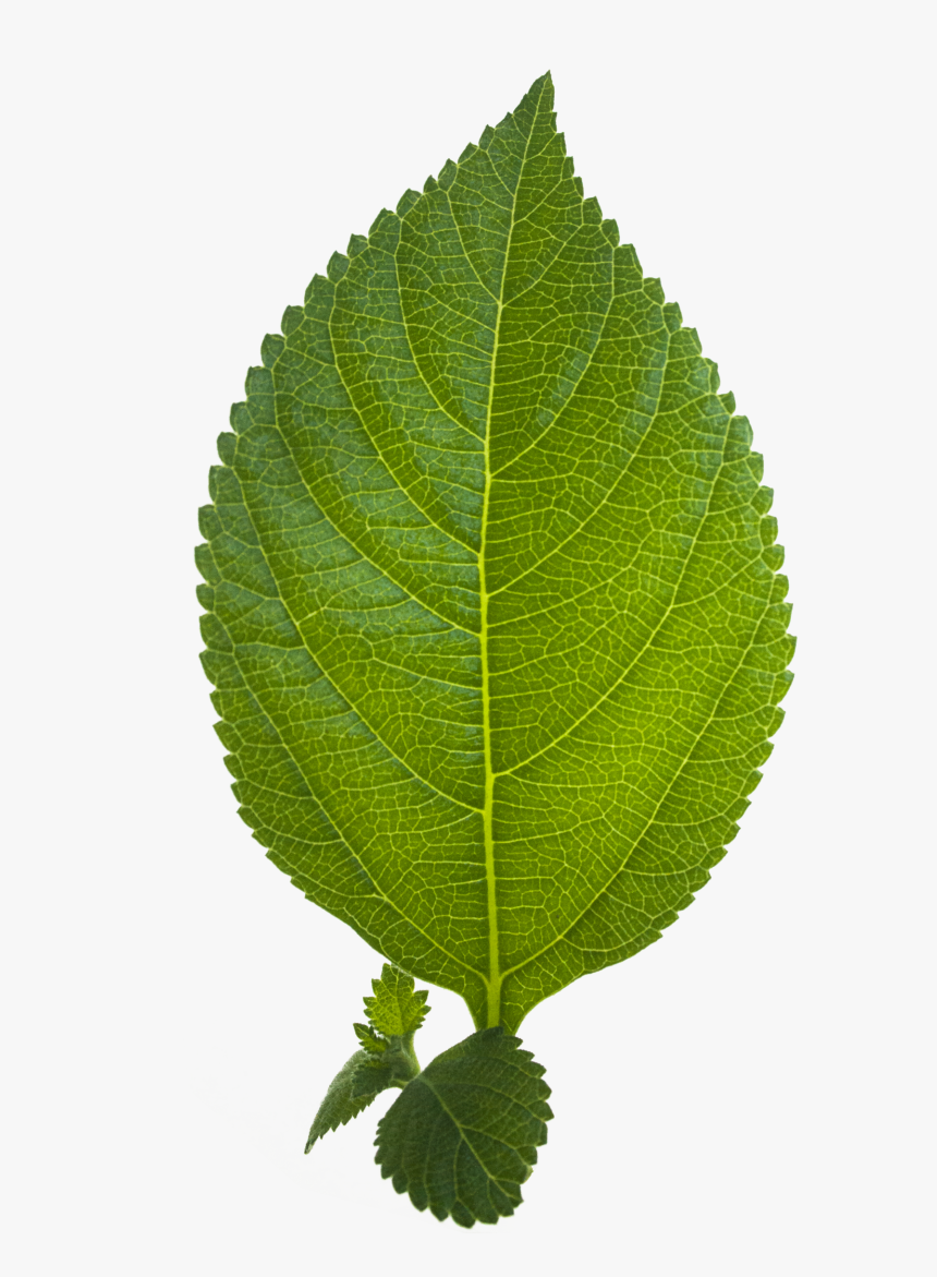 Transparent Leaf Png Hd, Png Download, Free Download