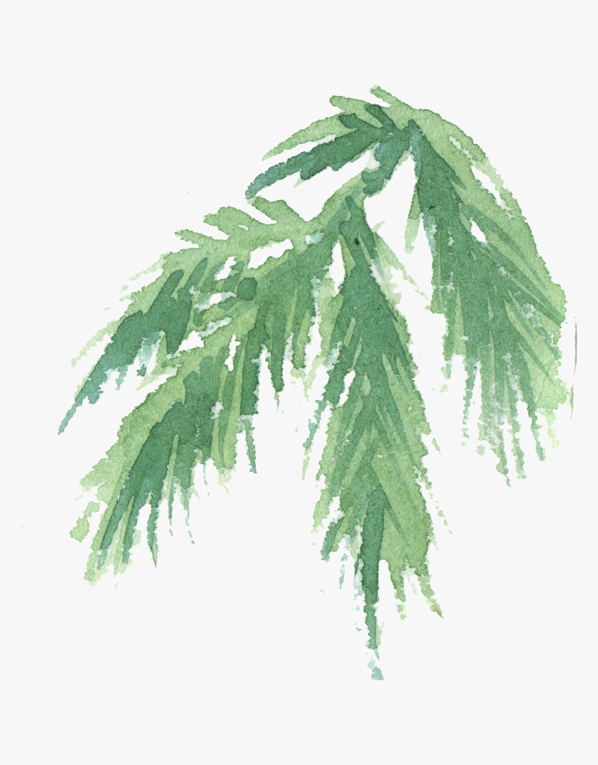 Hand Painted Coniferous Branches Watercolor Transparent - Cypress Family, HD Png Download, Free Download