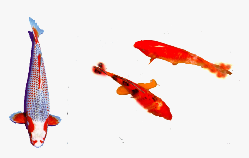 Koi, HD Png Download, Free Download