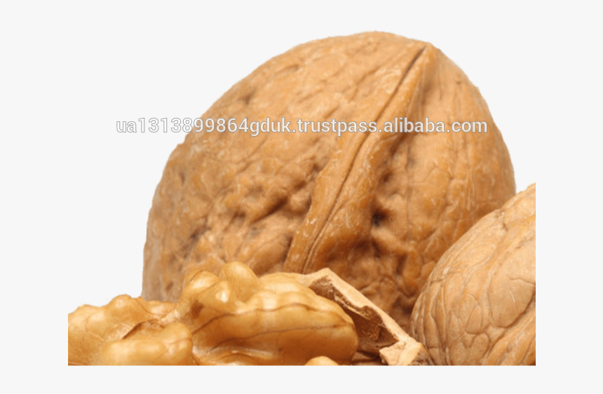 Transparent Walnuts Png - Walnut, Png Download, Free Download