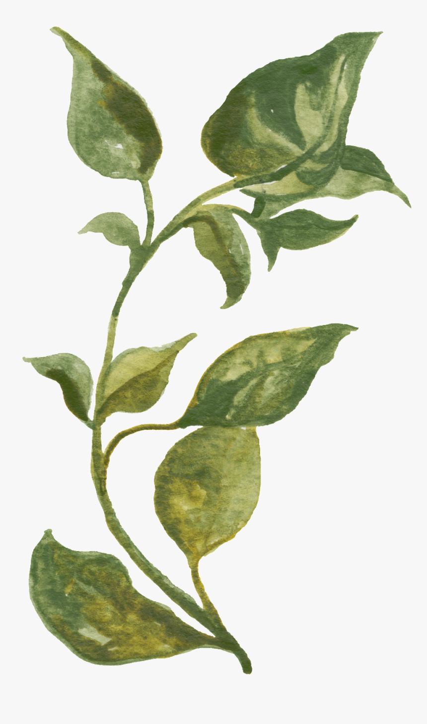 Green Vine Transparent Decorative - Herbs Watercolor, HD Png Download, Free Download