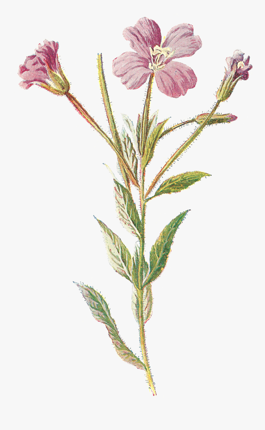 Vintage Digital Flower Clip Art, HD Png Download, Free Download