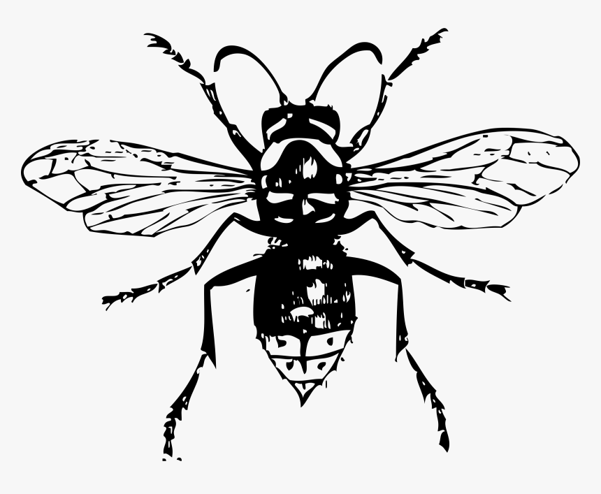 Bald Faced Hornet Clip Arts - Bald Faced Hornet Drawing, HD Png Download, Free Download