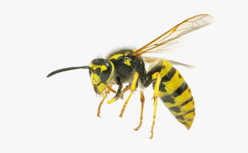 Wasp Png - Bee Hornet, Transparent Png, Free Download