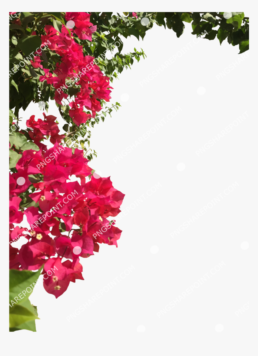 Transparent Bougainvillea Png - Bougainvillea, Png Download, Free Download