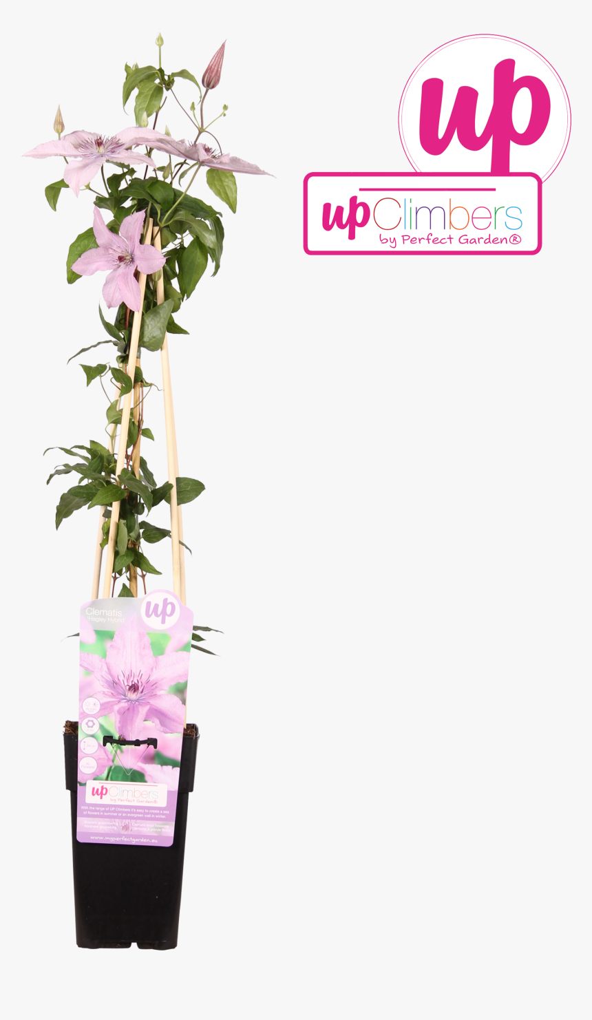 Bougainvillea , Png Download - Dendrobium, Transparent Png, Free Download