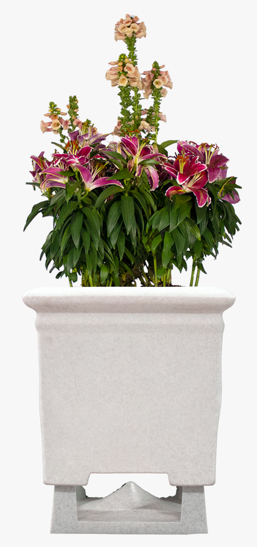 Transparent Bougainvillea Png - Rockcoustics Speakers, Png Download, Free Download