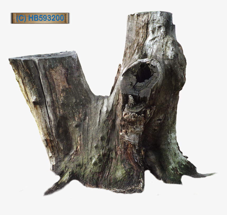 Old Tree Stump Png , Png Download - Tree Stump Png, Transparent Png, Free Download