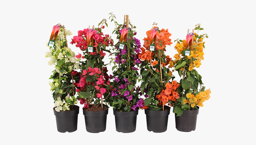 Flowerpot, HD Png Download, Free Download